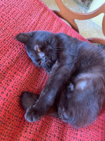 chat-scottish-fold-douera-alger-algerie