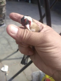 مقنين خلوي 