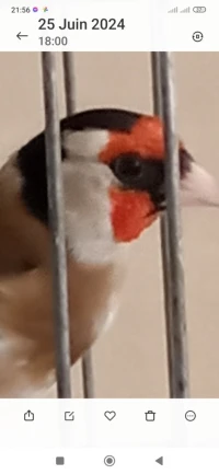 مقنين شباب 