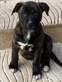 Chiot dogue de canario race géante 
