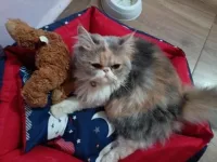 Chat persan femelle 