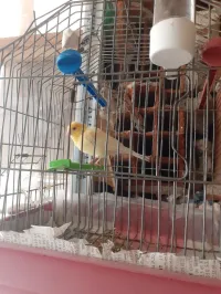 Canari