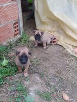 chien-chiots-malinois-mohammadia-alger-algerie