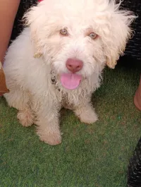 Bichon maltais yeux Bleu 