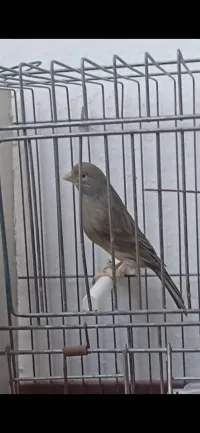 Couple Canari Timbrado 2021
