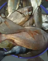 بوراك بالحوت + شوربة السمك