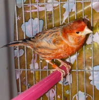 Couple canari agate 