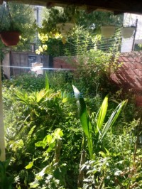 annaba-algeria-decoration-furnishing-jardinage