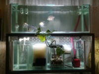 الجزائر-القبة-صناعة-و-تصنيع-fabrication-des-aquariums