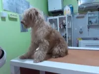   Cabinet vétérinaire el Harrach 