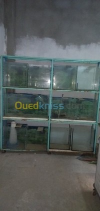 poisson-اكواريوم-aquarium-oum-el-bouaghi-algerie