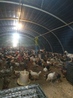 bouira-lakhdaria-algerie-animaux-de-ferme-poule-arabe-دجاج-عرب