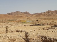 أرض-بيع-فلاحية-بسكرة-الحاجب-الجزائر
