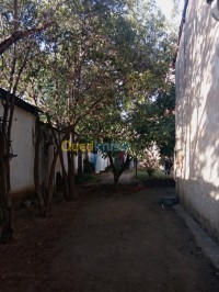 البليدة-الجزائر-أرض-byaa-ard-alblyd