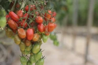 Tomate Cerise 