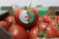 alimentaire-tomate-vrac-et-grappe-biskra-algerie