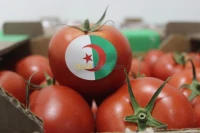 Tomate Vrac et Grappe
