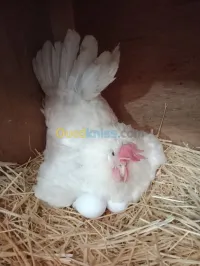 Leghorn 