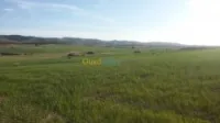 Vente Terrain Agricole Saida Youb