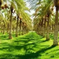 Vente Terrain Agricole Biskra Tolga