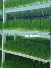 bordj-bou-arreridj-algeria-industry-manufacturing-أعلاف-خضراء-شعير-مستنبت