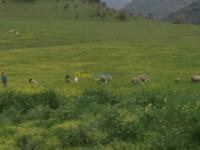 البويرة-الأخضرية-الجزائر-أرض-byaa-ard-alboyr-alakhdry