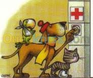الجزائر-الحراش-خدمات-consultation-vaccination-chirurgie