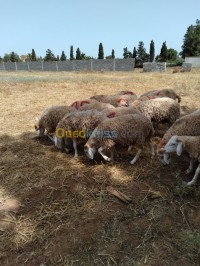 وهران-السنية-الجزائر-حيوانات-المزرعة-mouton-de-l-aide