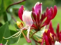 Jasmin جميع انواع الياسمين وسلطان الغا