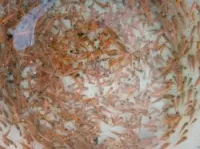 Tilapia carpe koï carpe commune gambus