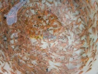 Tilapia carpe koï carpe commune gambus