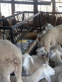 صناعة-و-تصنيع-ابتكار-جميع-الأشكال-الدويرة-الجزائر