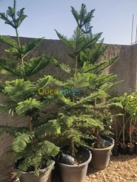 Araucaria 