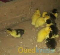 المدية-الجزائر-حيوانات-المزرعة-byd-albt-albrbry