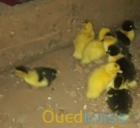 .بيض البط البربري