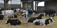 Prim'Holstein