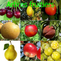 jardinage-arbres-fruitiers-metidja-blida-algerie