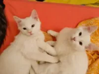 Vente chat  blanc angora turc et Tigré