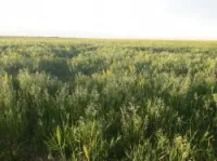 Vente Terrain Agricole Naâma Mecheria
