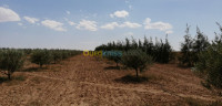 terrain-agricole-vente-djelfa-benhar-algerie