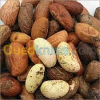 Petit cola (noix) BIO جوز الكولا عضوي