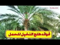 طلع النخيل: لعلاج العقم  