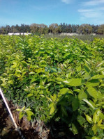 alger-cheraga-algerie-jardinage-plantation-et-nettoyage