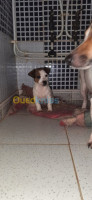 oran-algerie-chien-jack-russel