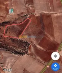 Vente Terrain Agricole Ain temouchent El amria