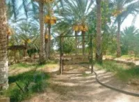 Vente Terrain Agricole Biskra Tolga