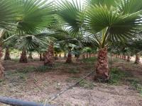 الأغواط-الجزائر-بستنة-washingtonia