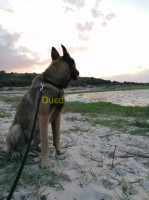 annaba-algerie-chien-male-malinois-pour-accouplement