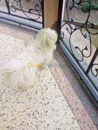 بنساج. جلي وتلميع الجرنيت وتقطيع الرخا