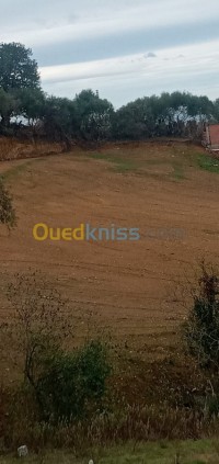 البليدة-الجزائر-أرض-vente-terrain-blida